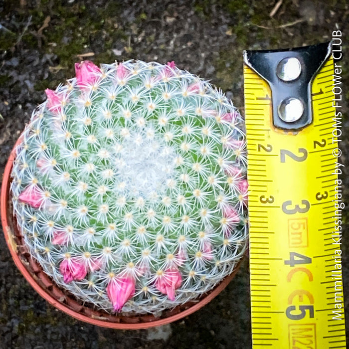 Mammillaria Klissingiana, silver cactus, pink flowering, Katus, sun loving, low maintenance plants, organically grown succulent plants for sale at TOMs FLOWer CLUB