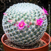 Mammillaria Klissingiana, silver cactus, pink flowering, Katus, sun loving, low maintenance plants, organically grown succulent plants for sale at TOMs FLOWer CLUB