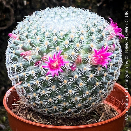 Mammillaria Klissingiana, silver cactus, pink flowering, Katus, sun loving, low maintenance plants, organically grown succulent plants for sale at TOMs FLOWer CLUB