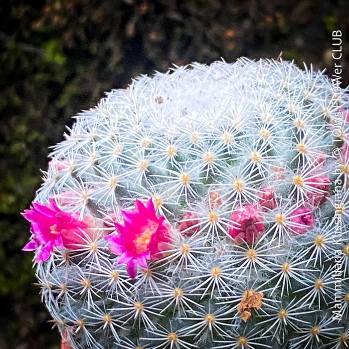Mammillaria Klissingiana, silver cactus, pink flowering, Katus, sun loving, low maintenance plants, organically grown succulent plants for sale at TOMs FLOWer CLUB