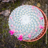 Mammillaria Klissingiana, silver cactus, pink flowering, Katus, sun loving, low maintenance plants, organically grown succulent plants for sale at TOMs FLOWer CLUB