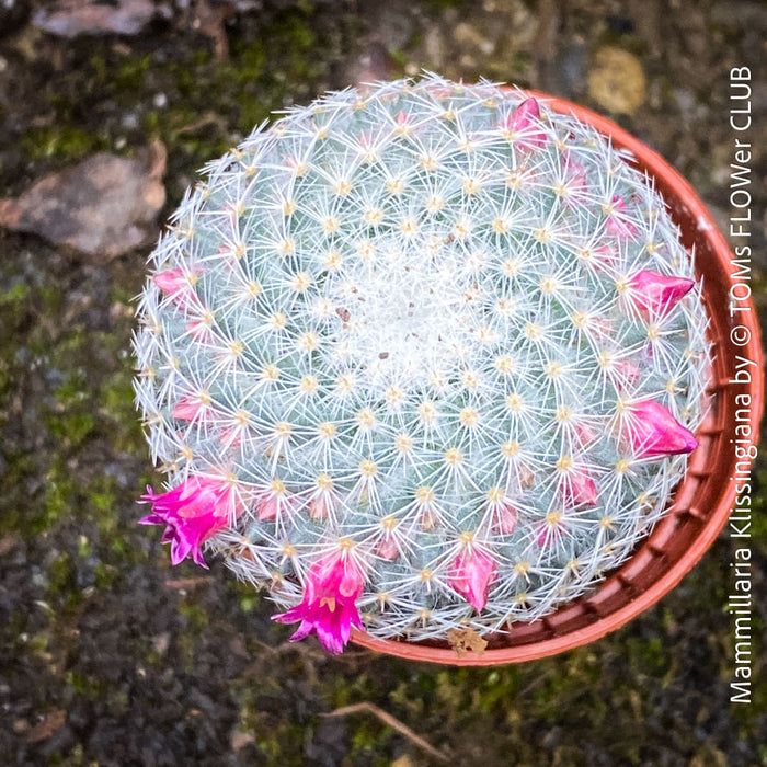 Mammillaria Klissingiana, silver cactus, pink flowering, Katus, sun loving, low maintenance plants, organically grown succulent plants for sale at TOMs FLOWer CLUB