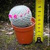 Mammillaria Klissingiana, silver cactus, pink flowering, Katus, sun loving, low maintenance plants, organically grown succulent plants for sale at TOMs FLOWer CLUB