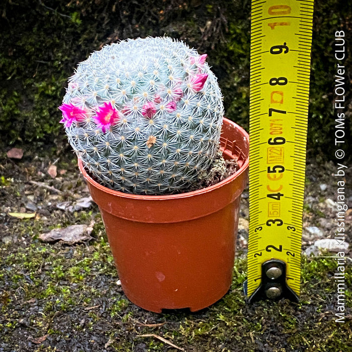 Mammillaria Klissingiana, silver cactus, pink flowering, Katus, sun loving, low maintenance plants, organically grown succulent plants for sale at TOMs FLOWer CLUB