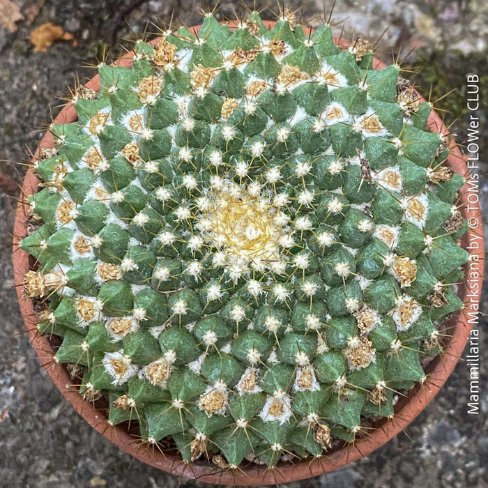Mammillaria Marksiana