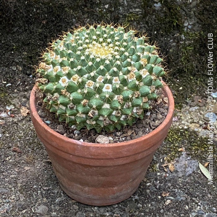 Mammillaria Marksiana