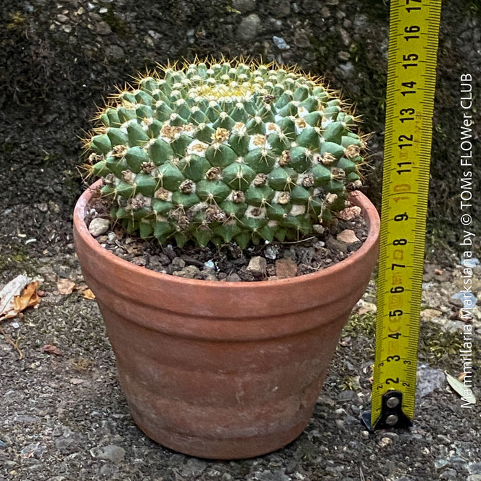 Mammillaria Marksiana
