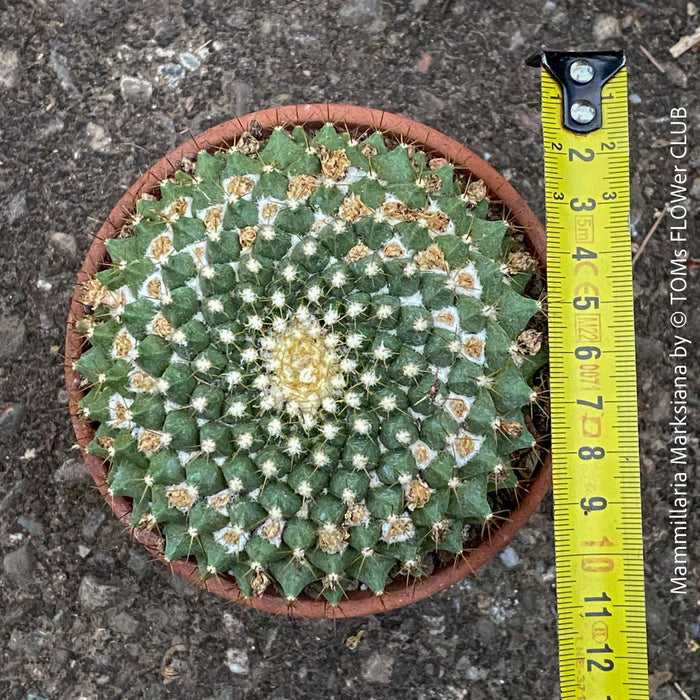 Mammillaria Marksiana