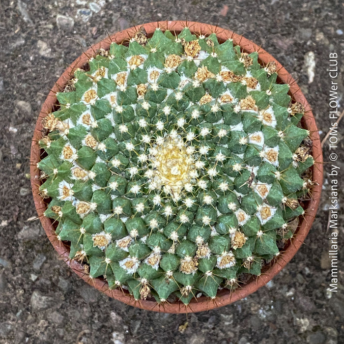 Mammillaria Marksiana