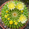 Mammillaria marksiana, yellow flowering, Mexican cactus, sun loving, low maintenance plants, organically grown succulent plants for sale at TOMs FLOWer CLUB