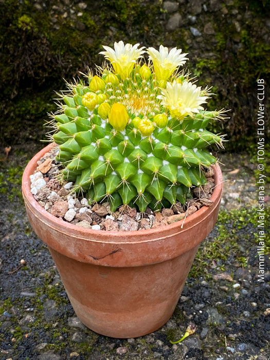 Mammillaria Marksiana