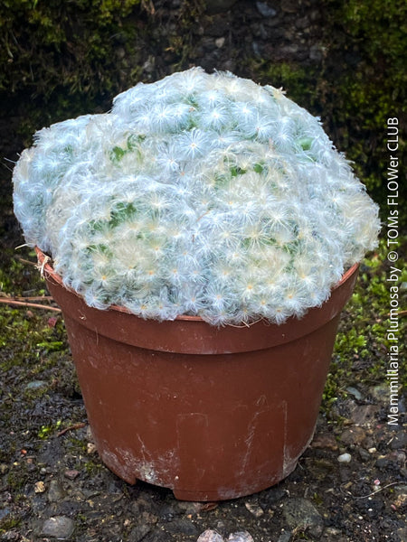 Mammillaria plumosa, Feather Cactus, white flowering cactus, organically grown succulent and cactus plants for sale at TOMs FLOWer CLUB.