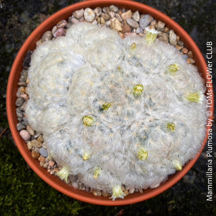 Mammillaria plumosa, Feather Cactus, white flowering cactus, organically grown succulent and cactus plants for sale at TOMs FLOWer CLUB.