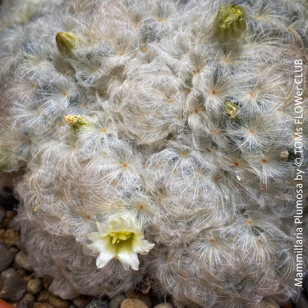 Mammillaria plumosa, Feather Cactus, white flowering cactus, organically grown succulent and cactus plants for sale at TOMs FLOWer CLUB.