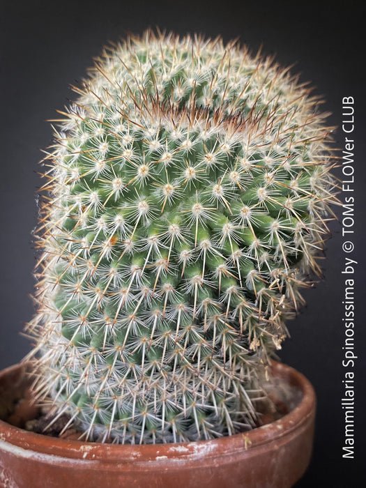 Mammillaria Spinosissima, crested, crostata form, cactus, Katus, sun loving, low maintenance plants, organically grown succulent plants for sale at TOMs FLOWer CLUB