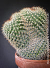 Mammillaria Spinosissima, crested, crostata form, cactus, Katus, sun loving, low maintenance plants, organically grown succulent plants for sale at TOMs FLOWer CLUB