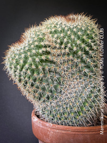 Mammillaria Spinosissima, crested, crostata form, cactus, Katus, sun loving, low maintenance plants, organically grown succulent plants for sale at TOMs FLOWer CLUB