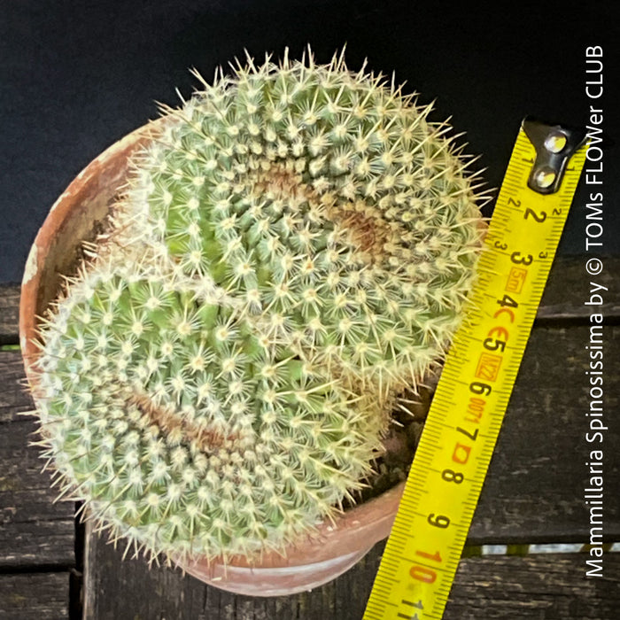 Mammillaria Spinosissima, crested, crostata form, cactus, Katus, sun loving, low maintenance plants, organically grown succulent plants for sale at TOMs FLOWer CLUB