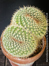 Mammillaria Spinosissima, crested, crostata form, cactus, Katus, sun loving, low maintenance plants, organically grown succulent plants for sale at TOMs FLOWer CLUB