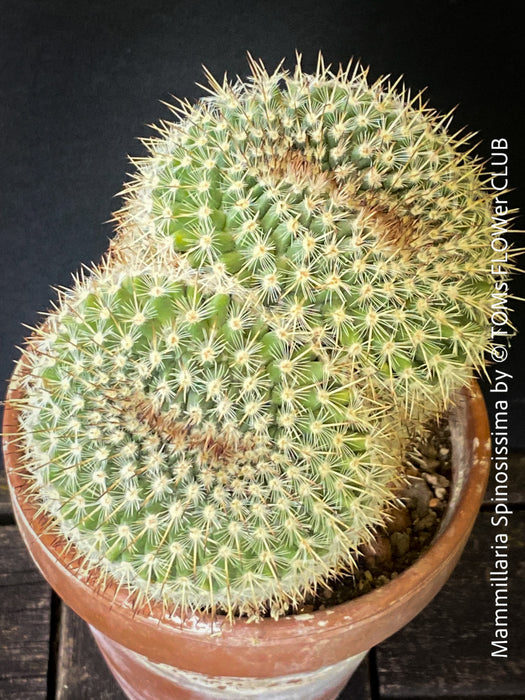 Mammillaria Spinosissima, crested, crostata form, cactus, Katus, sun loving, low maintenance plants, organically grown succulent plants for sale at TOMs FLOWer CLUB