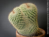 Mammillaria Spinosissima, crested, crostata form, cactus, Katus, sun loving, low maintenance plants, organically grown succulent plants for sale at TOMs FLOWer CLUB