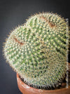 Mammillaria Spinosissima, crested, crostata form, cactus, Katus, sun loving, low maintenance plants, organically grown succulent plants for sale at TOMs FLOWer CLUB