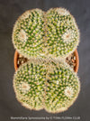 Mammillaria spinosissima cristata cactus for sale at TOMs FLOWer CLUB