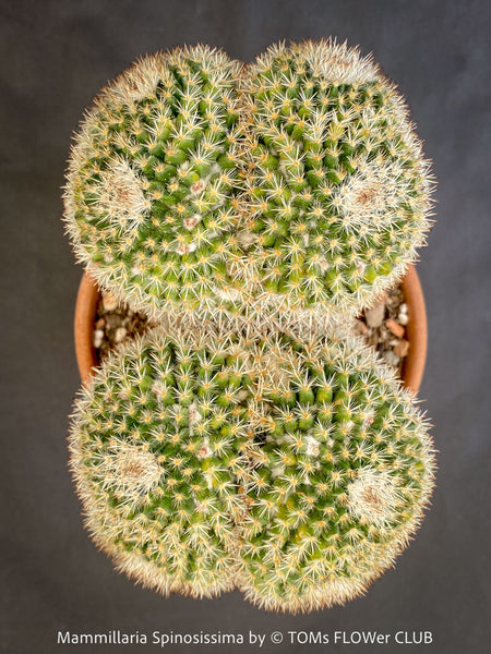 melano philodendron Philodendron Melanochrysum – HappiestPlants main image 0