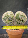 Double crested Mammillaria cactus rare collector plant TOMs FLOWer CLUB