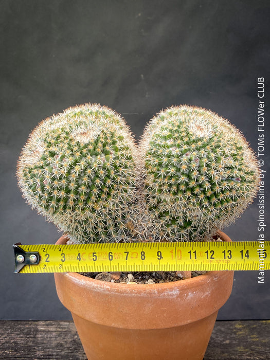 Double crested Mammillaria cactus rare collector plant TOMs FLOWer CLUB