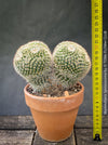 Unique Mammillaria spinosissima cristata specimen TOMs FLOWer CLUB