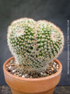 Sculptural cristata cactus brain shaped plant TOMs FLOWer CLUB
