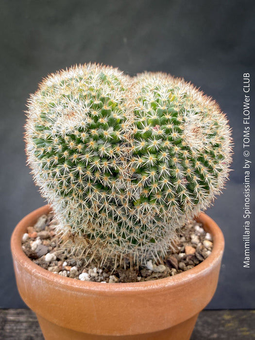 Sculptural cristata cactus brain shaped plant TOMs FLOWer CLUB