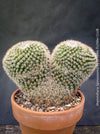 Double crested Mammillaria cactus rare collector plant TOMs FLOWer CLUB