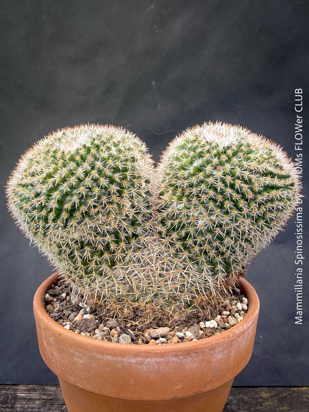 Double crested Mammillaria cactus rare collector plant TOMs FLOWer CLUB