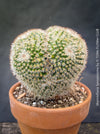 Unique Mammillaria spinosissima cristata specimen TOMs FLOWer CLUB