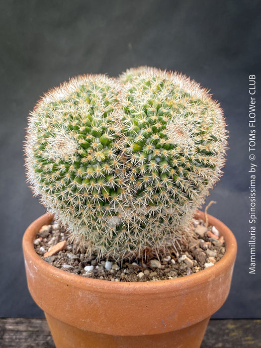 Unique Mammillaria spinosissima cristata specimen TOMs FLOWer CLUB