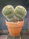 Unique Mammillaria spinosissima cristata specimen TOMs FLOWer CLUB