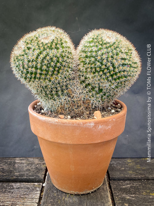 Unique Mammillaria spinosissima cristata specimen TOMs FLOWer CLUB