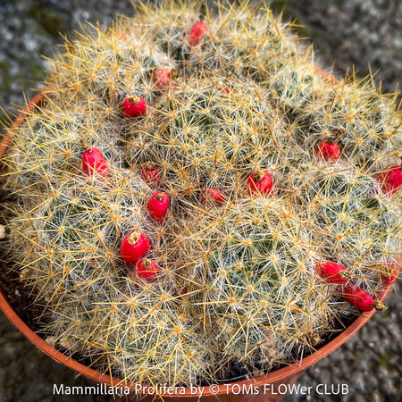 Mammillaria Prolifera, Texas nipple-cactus, West Indian nipple-cactus, grape cactus, or hair-covered cactus, native to North America, Katus, sun loving, low maintenance plants, organically grown succulent plants for sale at TOMs FLOWer CLUB