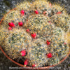 Mammillaria Prolifera, Texas nipple-cactus, West Indian nipple-cactus, grape cactus, or hair-covered cactus, native to North America, Katus, sun loving, low maintenance plants, organically grown succulent plants for sale at TOMs FLOWer CLUB