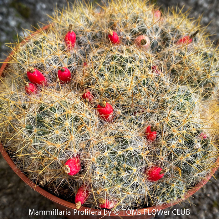 Mammillaria Prolifera, Texas nipple-cactus, West Indian nipple-cactus, grape cactus, or hair-covered cactus, native to North America, Katus, sun loving, low maintenance plants, organically grown succulent plants for sale at TOMs FLOWer CLUB