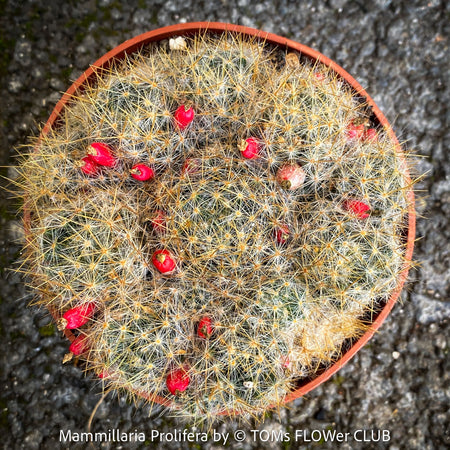 Mammillaria Prolifera, Texas nipple-cactus, West Indian nipple-cactus, grape cactus, or hair-covered cactus, native to North America, Katus, sun loving, low maintenance plants, organically grown succulent plants for sale at TOMs FLOWer CLUB