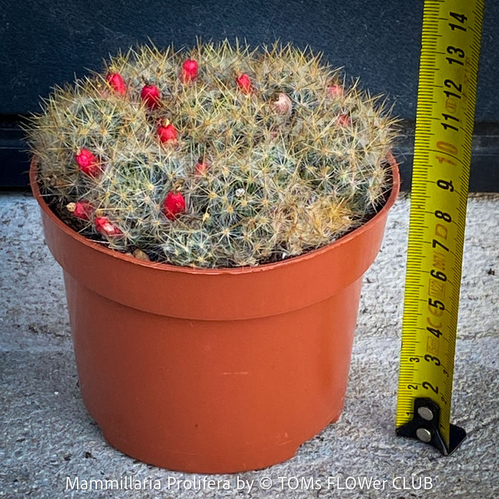 Mammillaria Prolifera, Texas nipple-cactus, West Indian nipple-cactus, grape cactus, or hair-covered cactus, native to North America, Katus, sun loving, low maintenance plants, organically grown succulent plants for sale at TOMs FLOWer CLUB