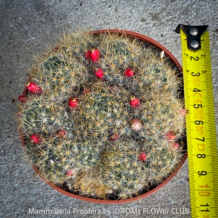 succulent nipple Mammillaria Prolifera