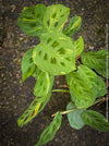 Maranta Leuconeura Kerchoveana Aurea Variegata, organically grown tropical plants for sale at TOMs FLOWer CLUB.