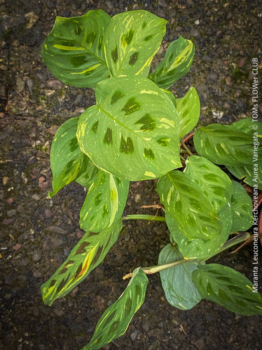 Maranta Leuconeura Kerchoveana Aurea Variegata, organically grown tropical plants for sale at TOMs FLOWer CLUB.