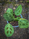 Maranta Leuconeura Kerchoveana Aurea Variegata, organically grown tropical plants for sale at TOMs FLOWer CLUB.