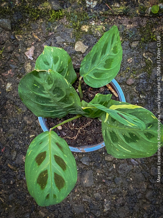 Maranta Leuconeura Kerchoveana Aurea Variegata, organically grown tropical plants for sale at TOMs FLOWer CLUB.