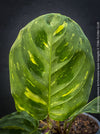 Maranta Leuconeura Kerchoveana Aurea Variegata, organically grown tropical plants for sale at TOMs FLOWer CLUB.
